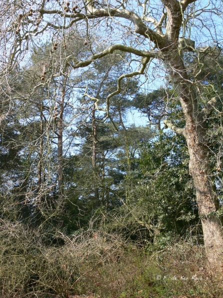 Bois des Moutiers (107) mars 2012